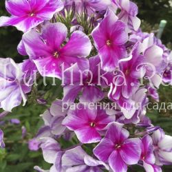 Флокс метельчатый Девичий переполох (Константинова Н.Ю.)**