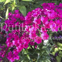 Флокс метельчатый Early Cerise**