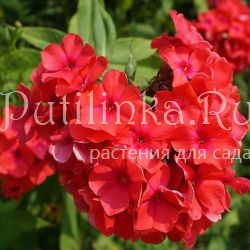 Флокс метельчатый Juliglut**