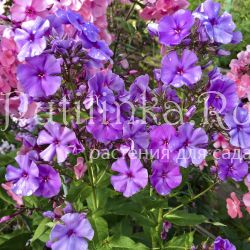 Флокс метельчатый Frau Pauline Sholthammer (V.Pfitzer)