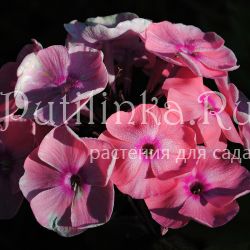 Флокс метельчатый Pastorale**