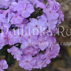 Флокс метельчатый Lilac Time (B.H.B.Symons-Jeune)