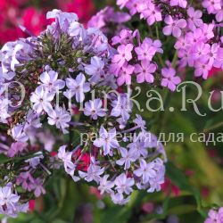 Флокс метельчатый Fliderezian (K. Oetjen)