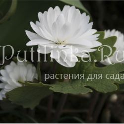 Сангвинария канадская Flore Pleno(Sanguinaria canadensis Flore Pleno)