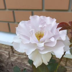 Роза Японская Кутюр Роз Тилия