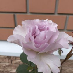 Роза японская Фиора