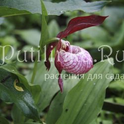 Башмачек Gisela (Cypripedium Gisela)