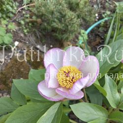 Пион Picotee (Paeonia Picotee)