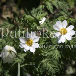 Адонис Бревистила (Adonis brevistyla)