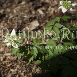 Анемона дубравная Green Crown (Anemone nemorosa Green Crown)