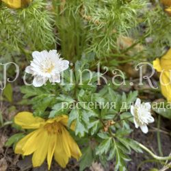 Анемона дубравная Lehna (Anemone nemorosa Lehna)