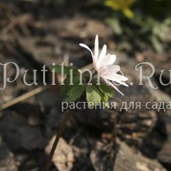 Анемона Радде форма розовая (Anemone raddeana f. rosea)