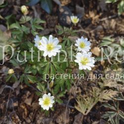 Анемона дубравная Hilda (Anemone nemorosa Hilda)