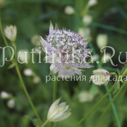 Астранция большая Pink Sansation (Astrantia major Pink Sansation)