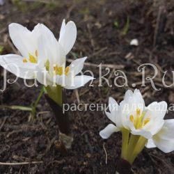 Безвременник Совича (Colchicum szovitsii)