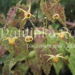 Горянка  Amber Queen (Epimedium  Amber Queen)