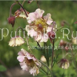 Гравилат Pretticoat’s Peach (Geum Pretticoat’s Peach)