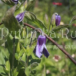 Клематис цельнолистный Little Artist (Clematis integrifolia Little Artist)