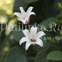 Клематис Princess Kate (Clematis Princess Kate)