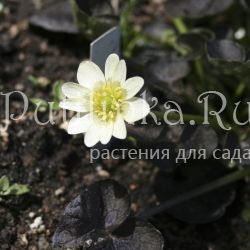 Лютик Deborah Jope (Ranunculus ficaria Deborah Jope)