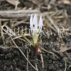 Мерендера отпрысковая (Merendera sobolifera)