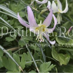 Кандык Kinfauns Pink (Erythronium Kinfauns Pink)