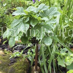 Каштан конский обыкновенный Monstrosa (Aesculus hippocastanum Monstrosa)