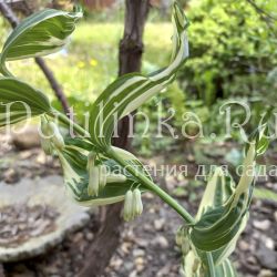 Купена (Polygonatum x hybridum Variegatum)