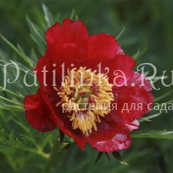 Пион Берге (Paeonia x bergiana)