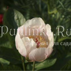 Пион Лагодехский (Paeonia lagodechiana)
