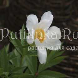 Пион Эмоди (Paeonia emodi)