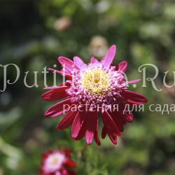 Пиретрум Robinson Red (Pyrethrum Robinson Red)