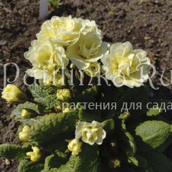 Примула Belarina Lemon Chiffon (Primula Belarina Lemon Chiffon)