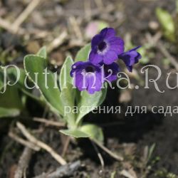 Примула окаймленная Marven (Primula marginata Marven)