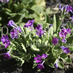 Примула окаймленная Winifred (Primula marginata Winifred)