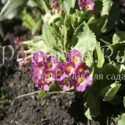 Примула окаймленная (Primula marginata)