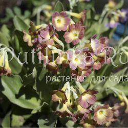 Примула ушковая (Primula auricula)