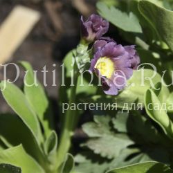 Примула ушковая (Primula auricula)