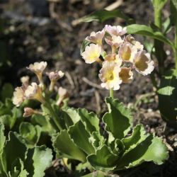Примула жестковолосистая (Primula hirsuta)