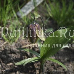 Рябчик Дагана (Fritillaria Dagana)