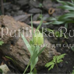 Рябчик лагодехский (Fritillaria lagodechiana)