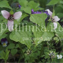 Триллиум прямостоячий (Trillium erectum)