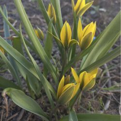 Тюльпан разнолепестный (Tulipa heteropetala)