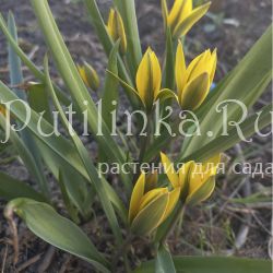 Тюльпан разнолепестный (Tulipa heteropetala)