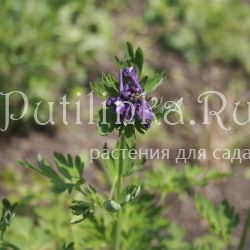 Хохлатка Korn's Purple (Corydalis Korn's Purple)