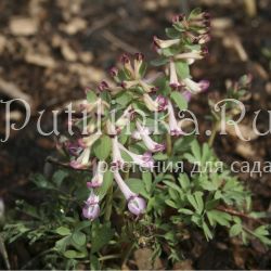 Хохлатка Smile of Spring (Corydalis Smile of Spring)