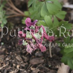 Хохлатка кавказская ( Corydalis caucasica)