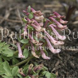 Хохлатка плотная Rose & White (Corydalis solida Rose & White)