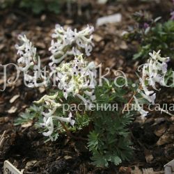 Хохлатка плотная Озорница (Corydalis solida Озорница)