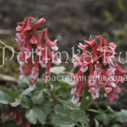 Хохлатка плотная Falls of Nimrodel (Corydalis solida Falls of Nimrodel)